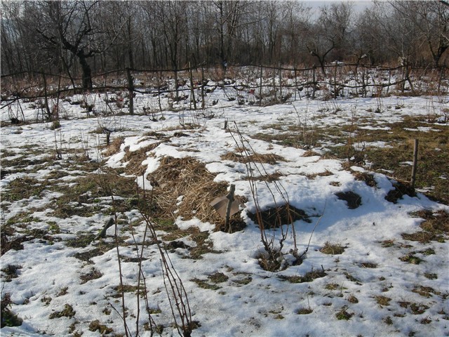 arčilend